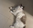 ͷ