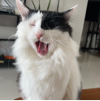 ͷ��
