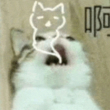 ͷ��
