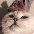 ͷ