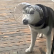 ͷ