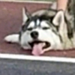 ͷ