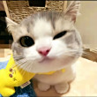 ͷ