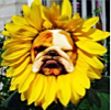 ͷ