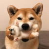 ͷ��