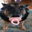 ͷ��