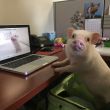 ͷ��