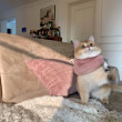 ͷ