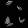 ͷ