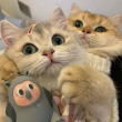 ͷ��