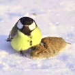 ͷ