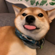 ͷ��