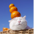 ͷ��