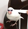 ͷ