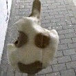 ͷ