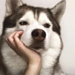 ͷ