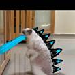 ͷ