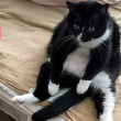 ͷ��