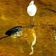ͷ