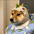 ͷ��