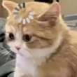 ͷ