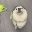 ͷ��