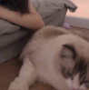 ͷ��