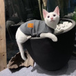 ͷ��