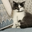 ͷ