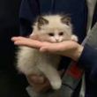 ͷ��