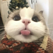 ͷ