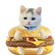 ͷ��