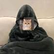 ͷ