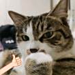 ͷ