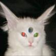 ͷ