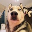 ͷ��