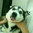 ͷ