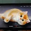 ͷ