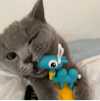 ͷ��