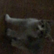 ͷ