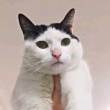 ͷ