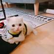 ͷ