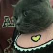 ͷ��