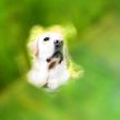ͷ��
