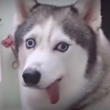ͷ