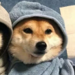 ͷ��