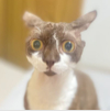 ͷ��