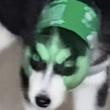 ͷ��
