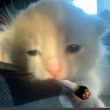 ͷ��