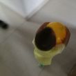 ͷ��